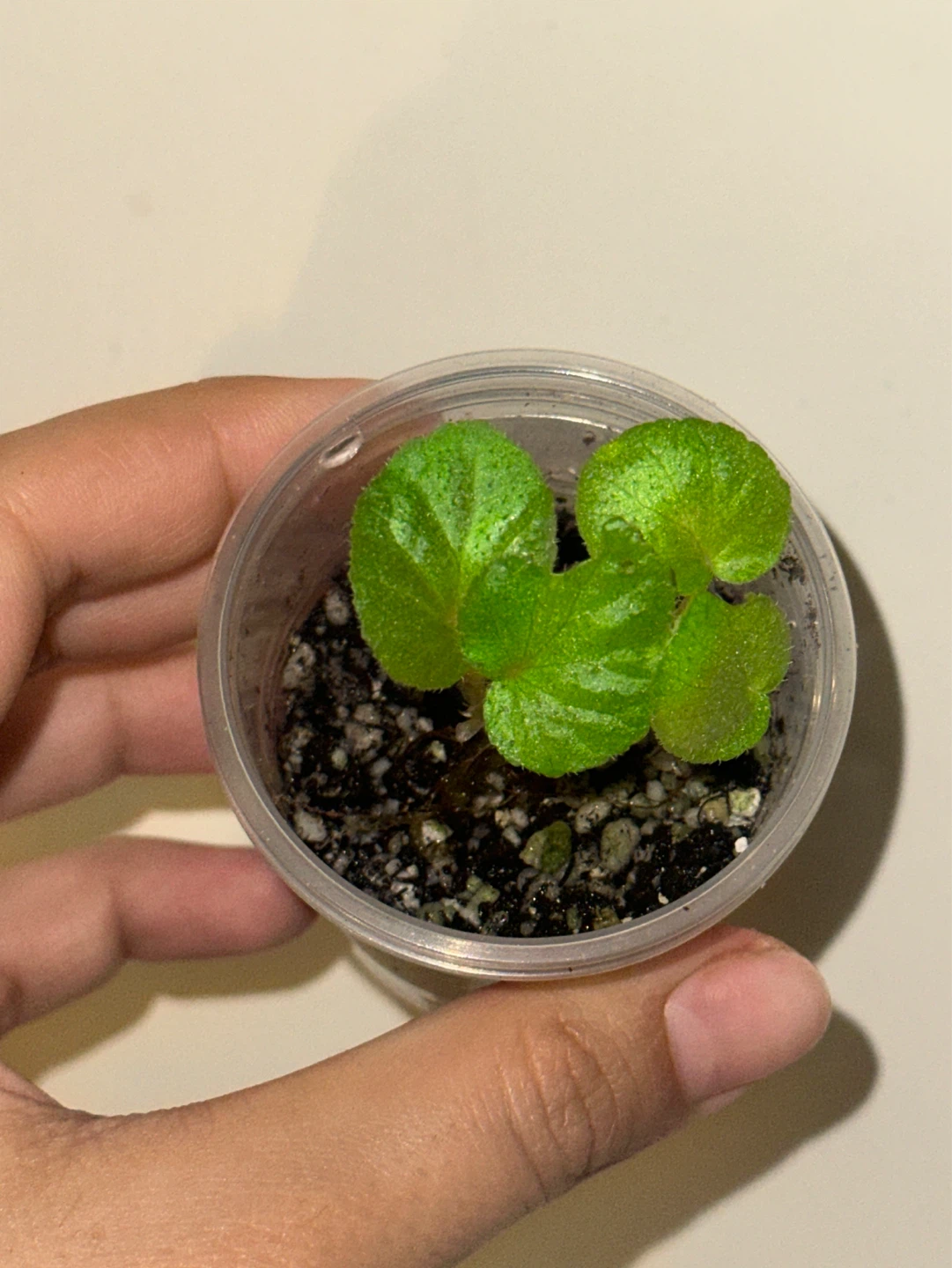 Begonia Manaus Plant