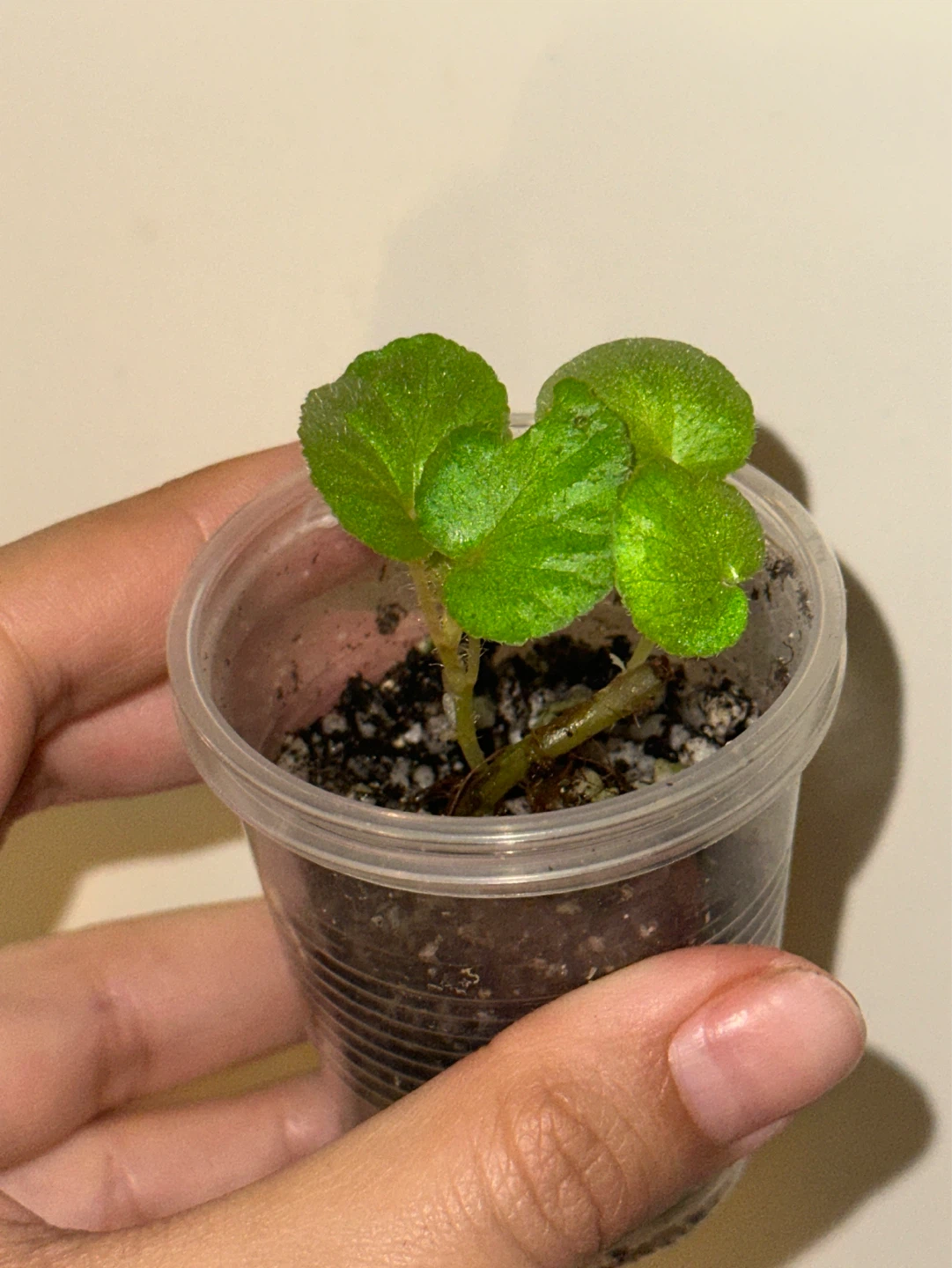 Begonia Manaus Plant - photo 2