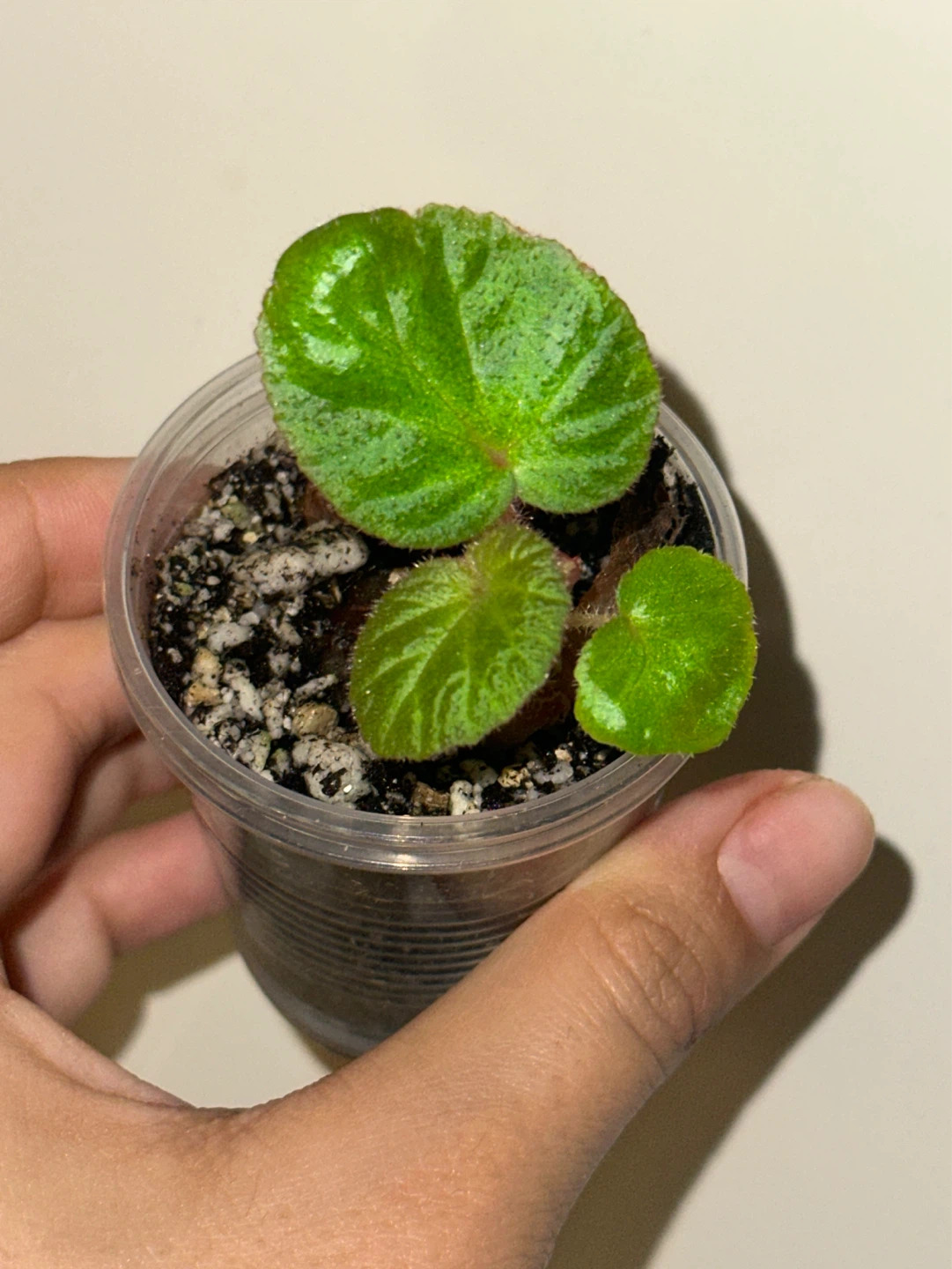 Begonia Manaus Plant