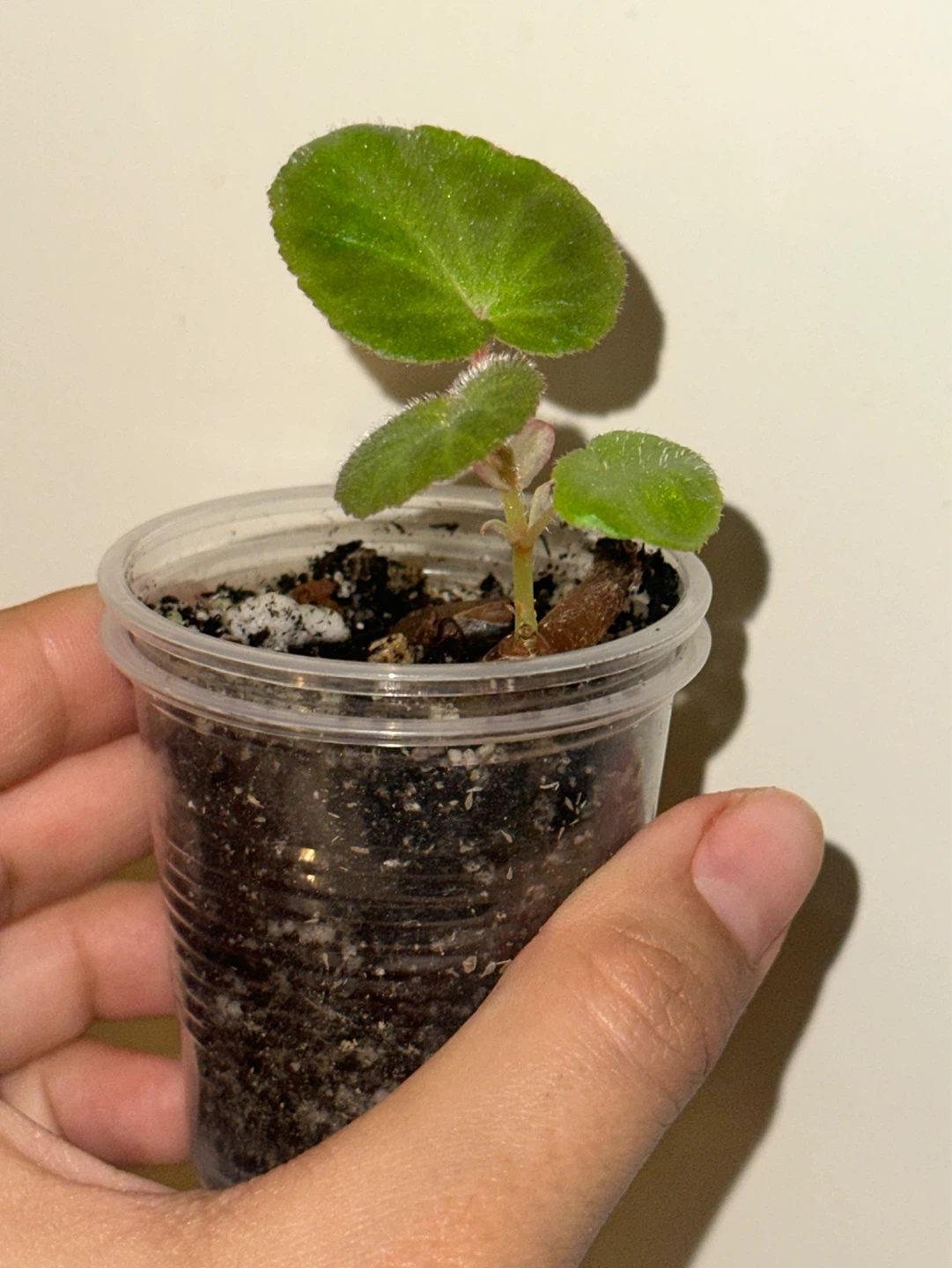 Begonia Manaus Plant - photo 2