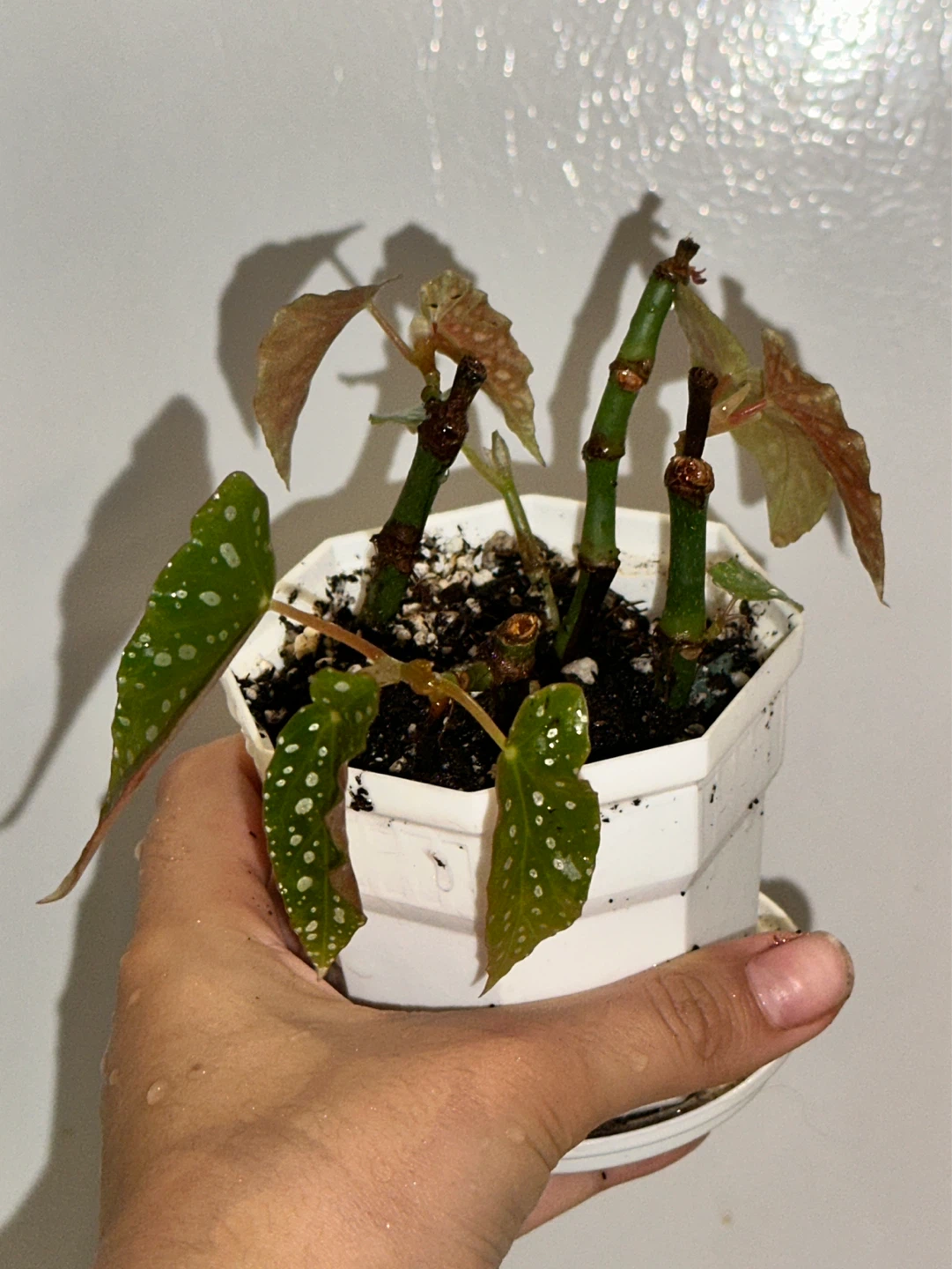 Begonia Maculata Plant - photo 2
