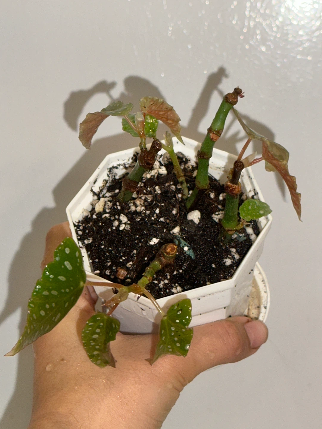Begonia Maculata Plant - photo 3