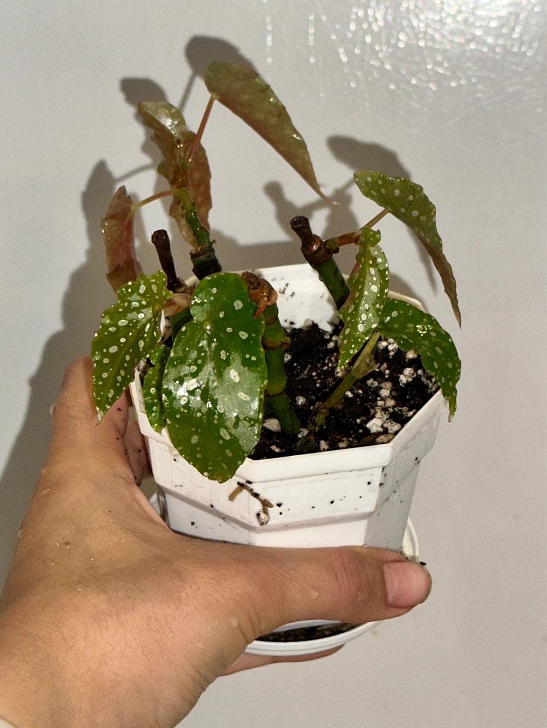 Begonia Maculata Plant