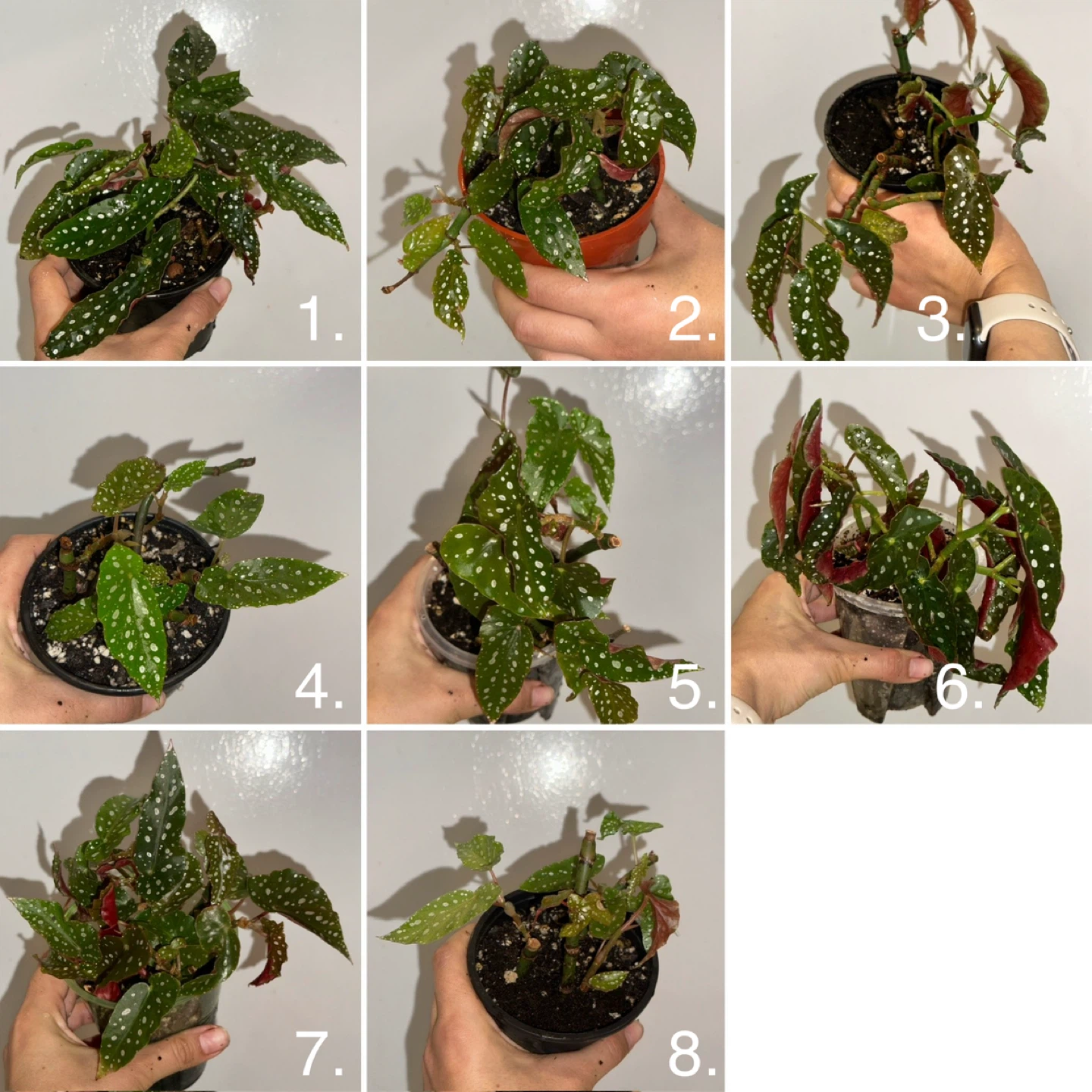 Begonia Maculata Plant
