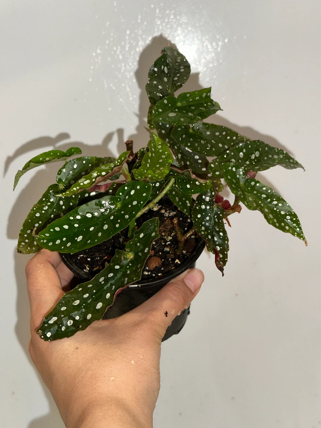 Begonia Maculata Plant - photo 2