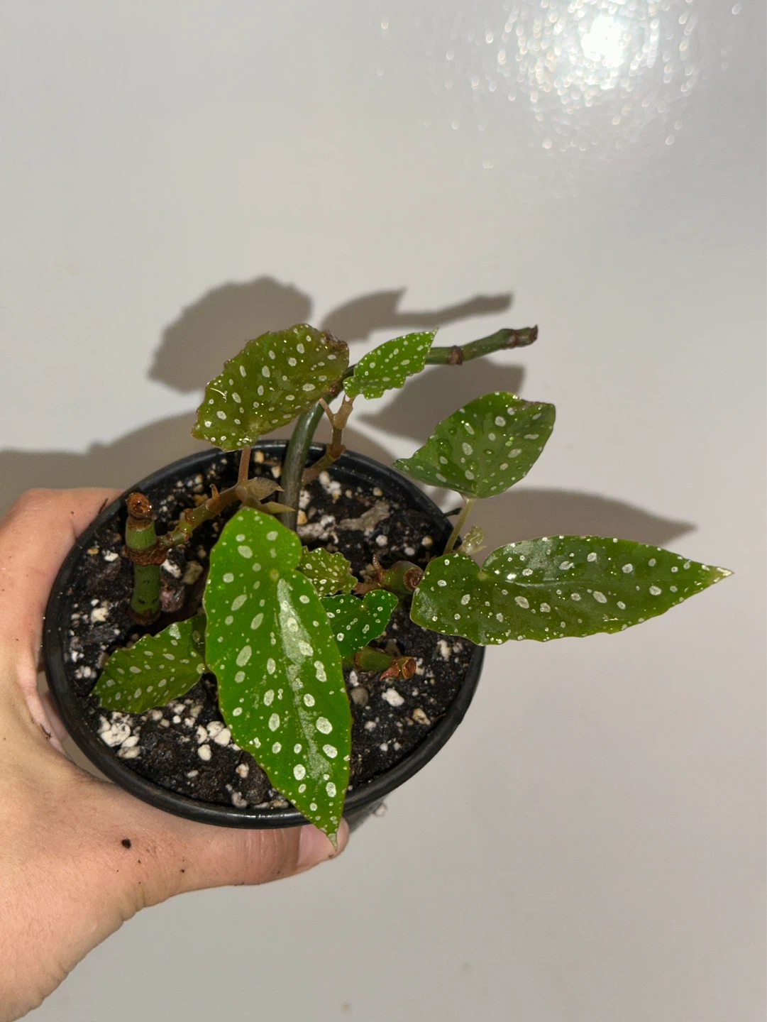 Begonia Maculata Plant - photo 5