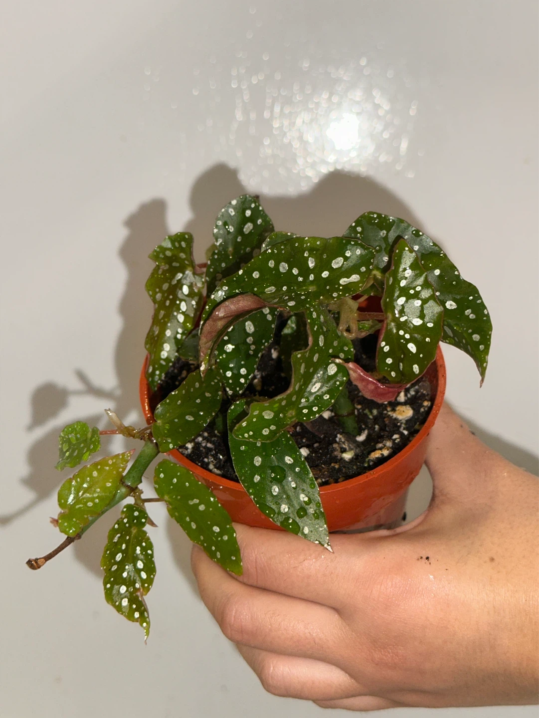 Begonia Maculata Plant - photo 3