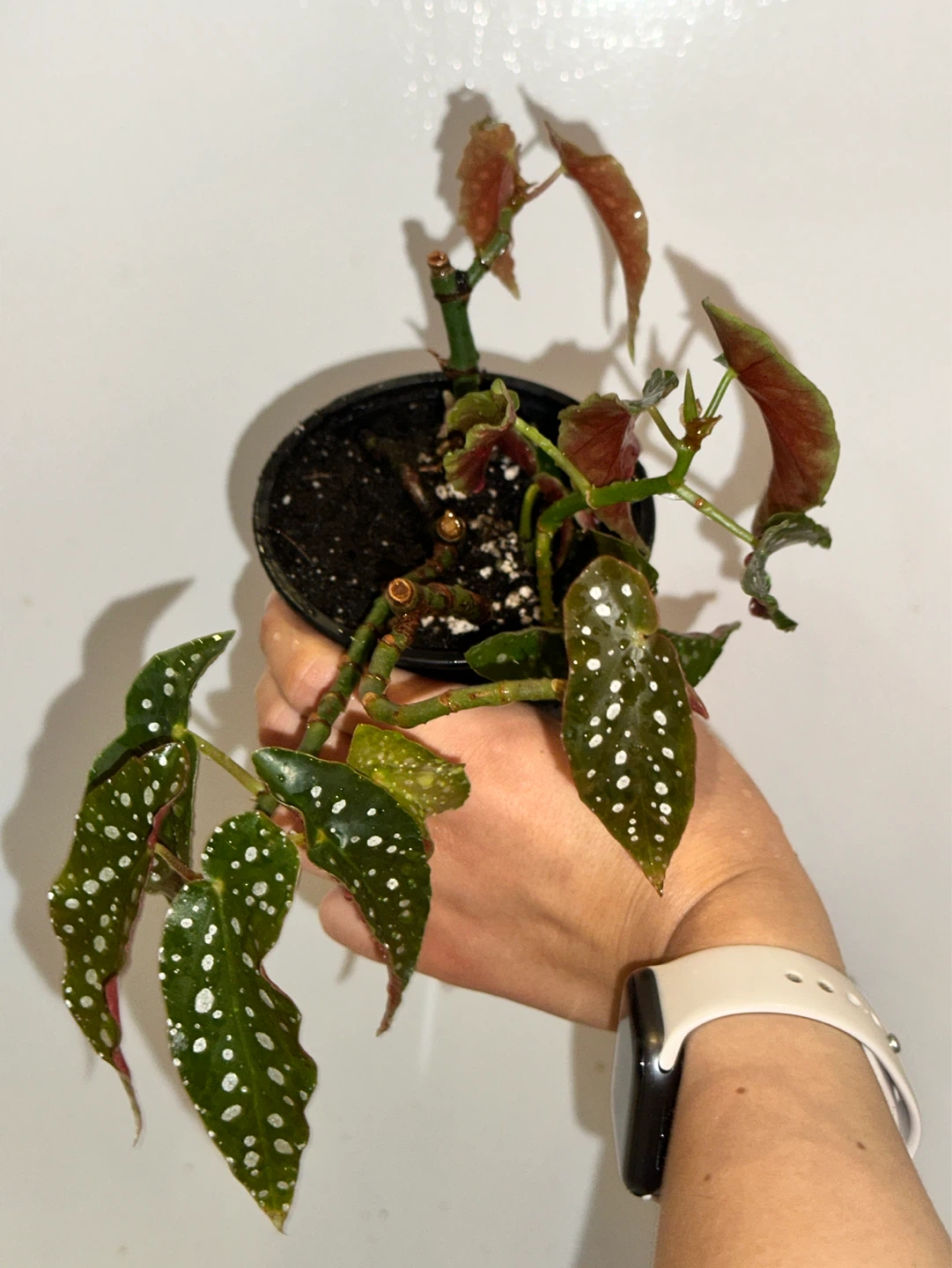 Begonia Maculata Plant - photo 4