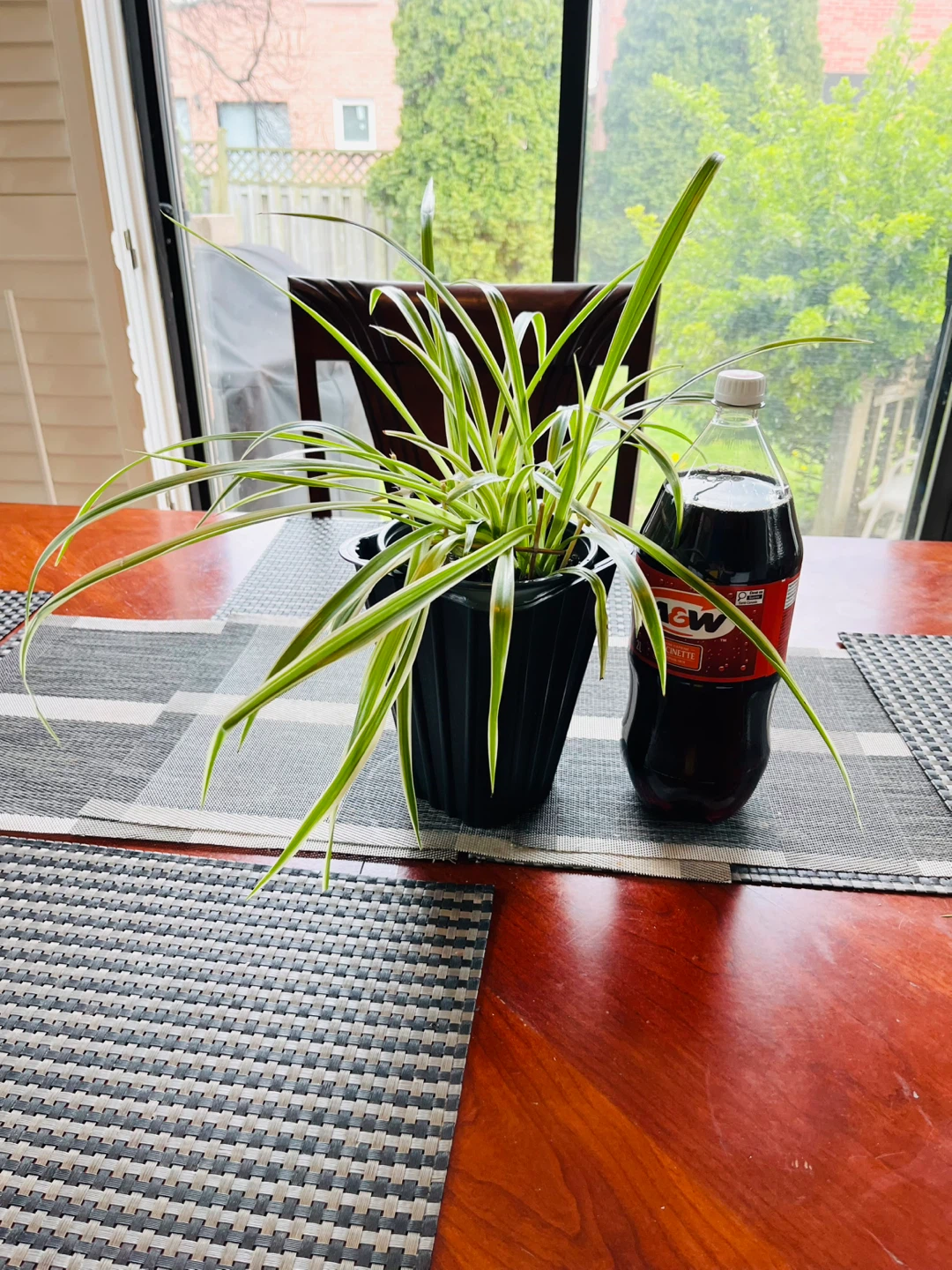 Spider Plant XL(non-toxic) - photo 3