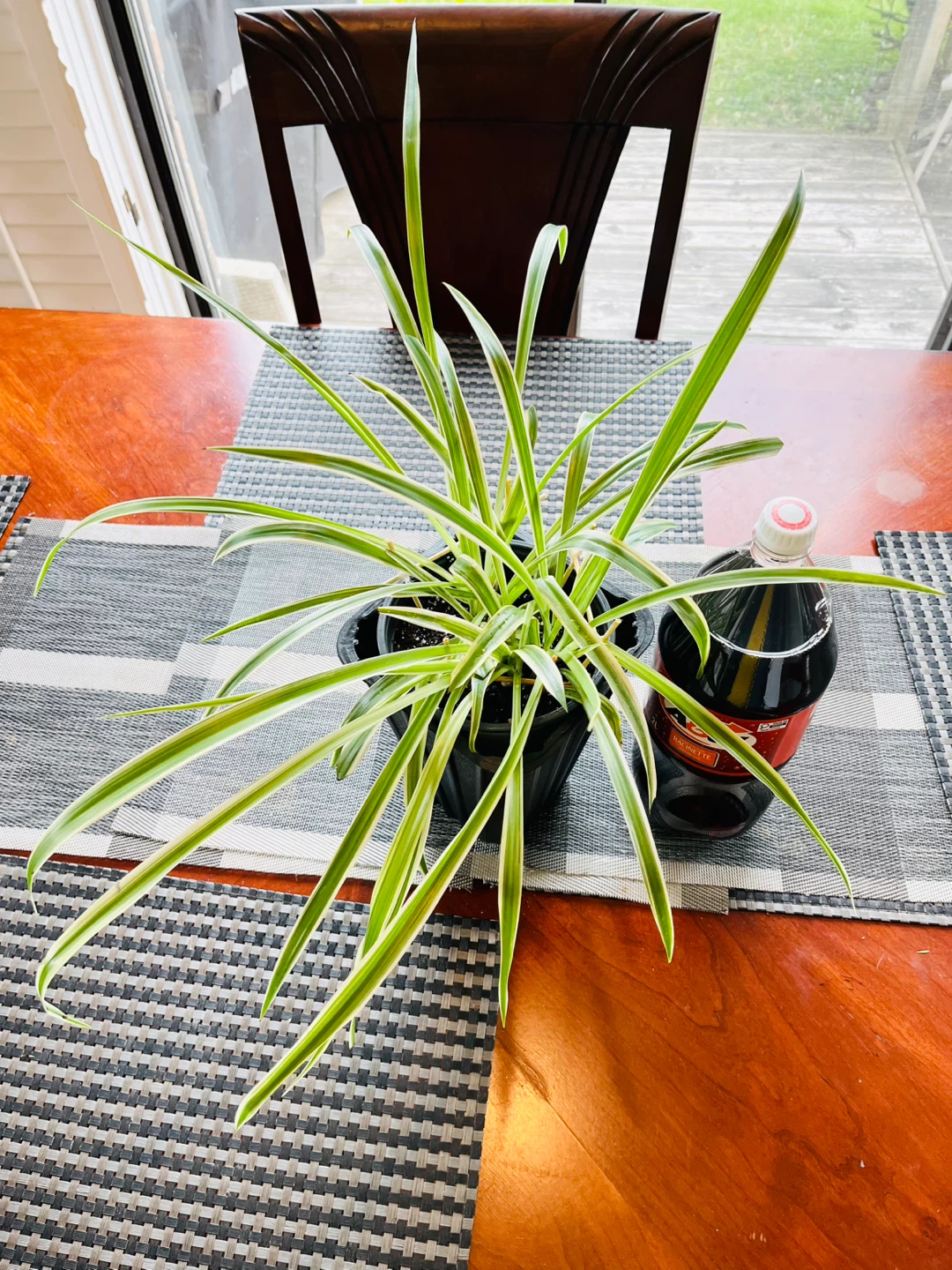 Spider Plant XL(non-toxic) - photo 4