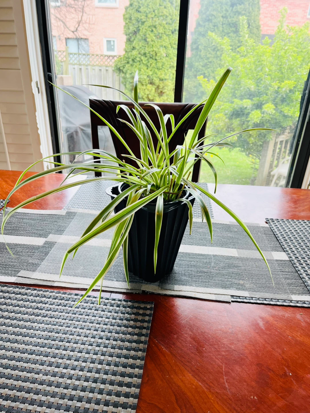 Spider Plant XL(non-toxic)