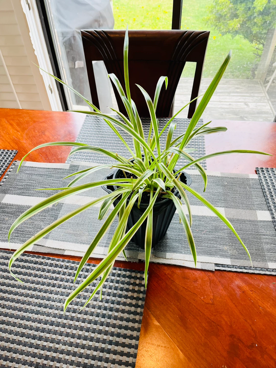 Spider Plant XL(non-toxic) - photo 2