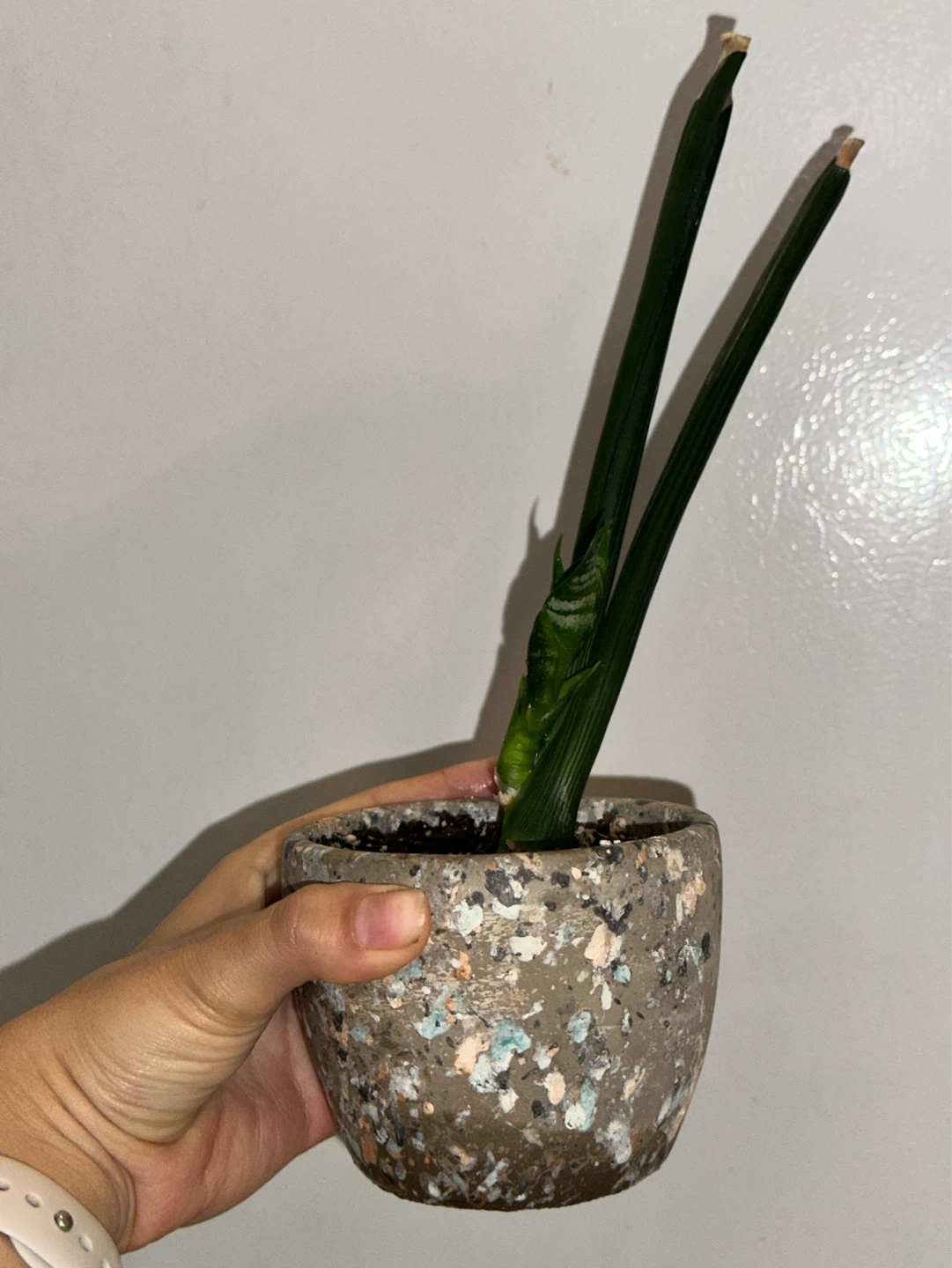 Snake Plant - photo 2