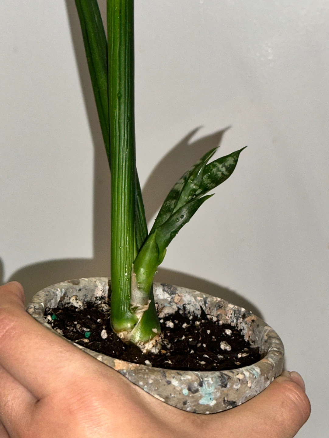 Snake Plant