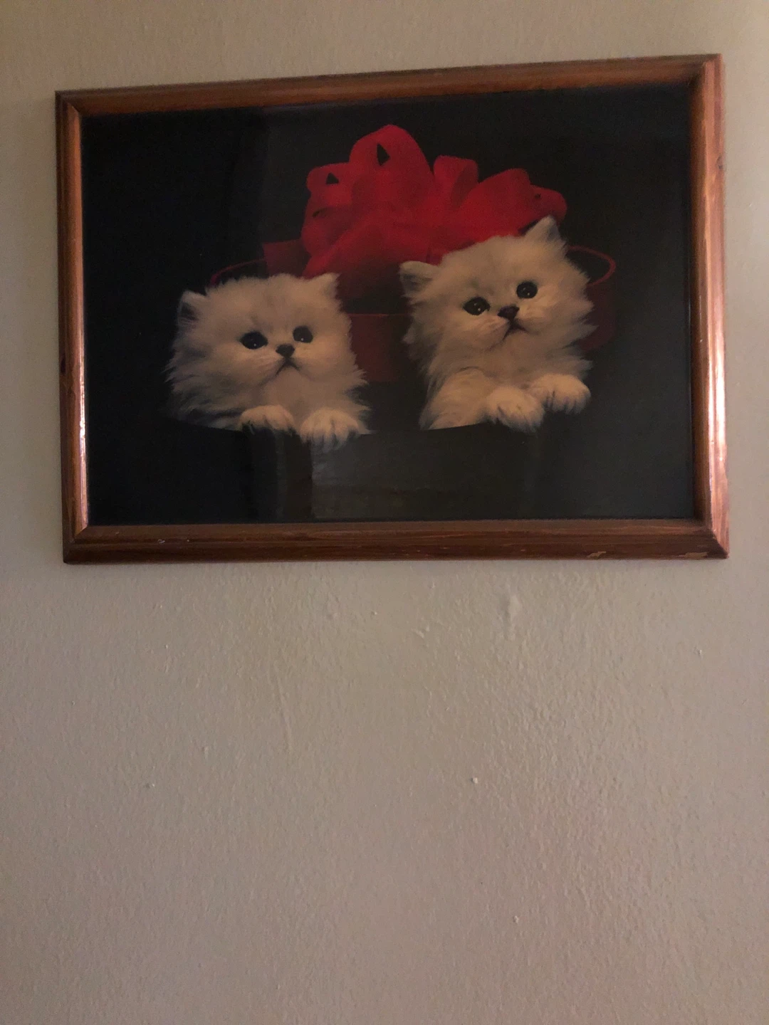 Framed Print of Two Fluffy Kittens with Red Bow