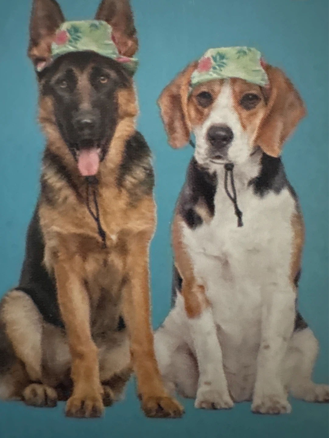 Vibrant Life Pet Accessory Hat M/L - photo 2