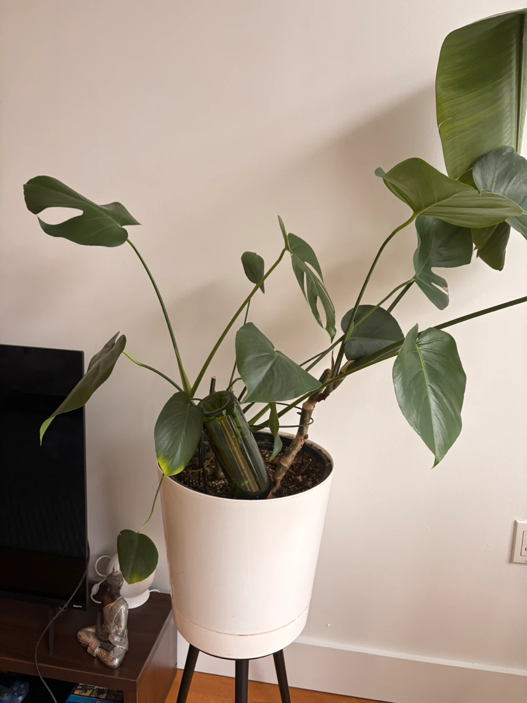Large Monstera Plant in White Pot