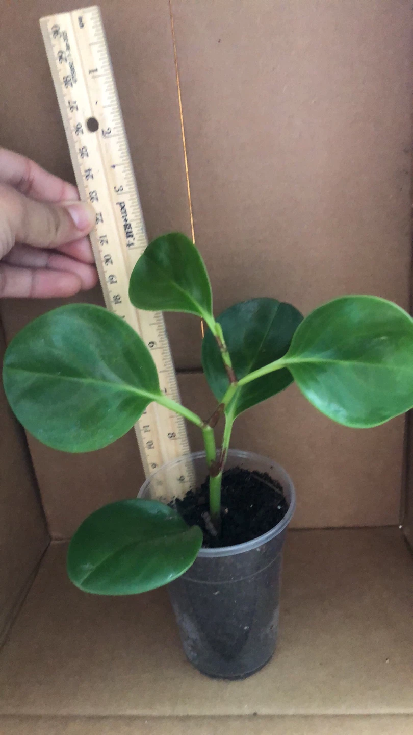 Peperomia Thailand live plant