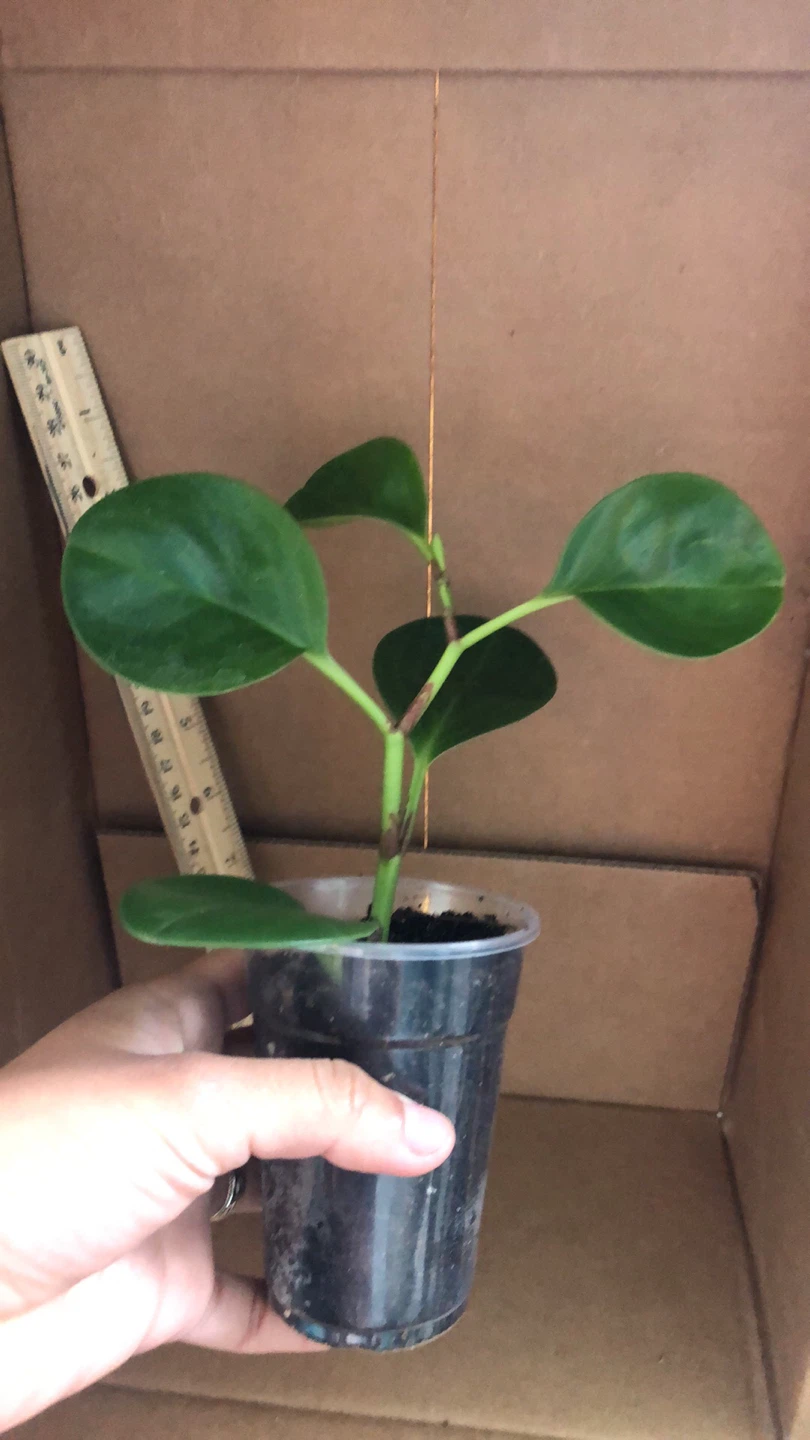 Peperomia Thailand live plant - photo 2