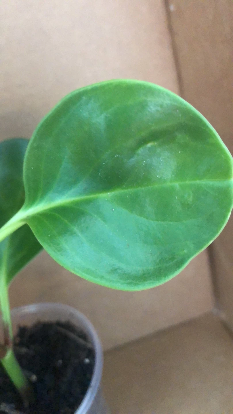 Peperomia Thailand live plant - photo 4