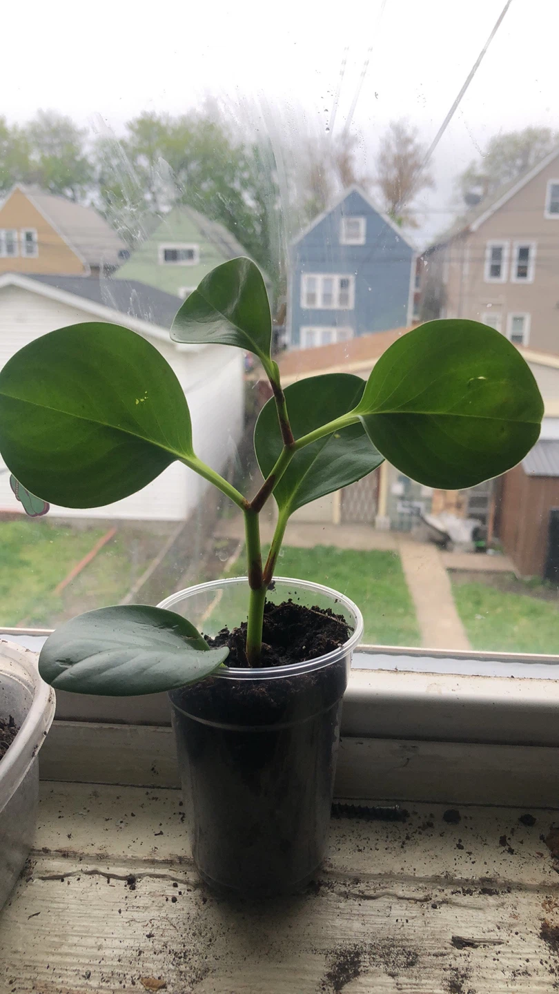 Peperomia Thailand live plant - photo 5