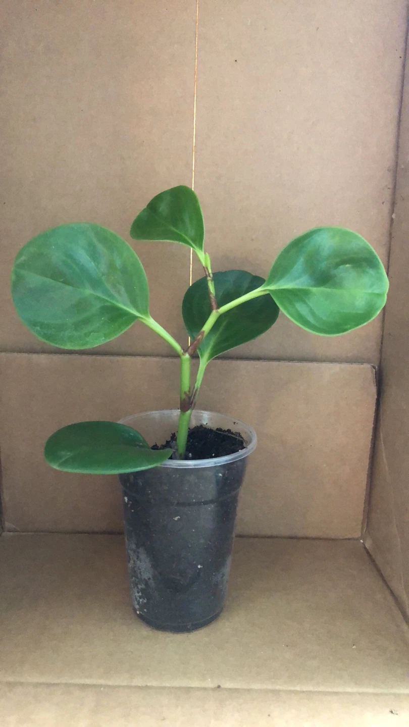 Peperomia Thailand live plant - photo 3