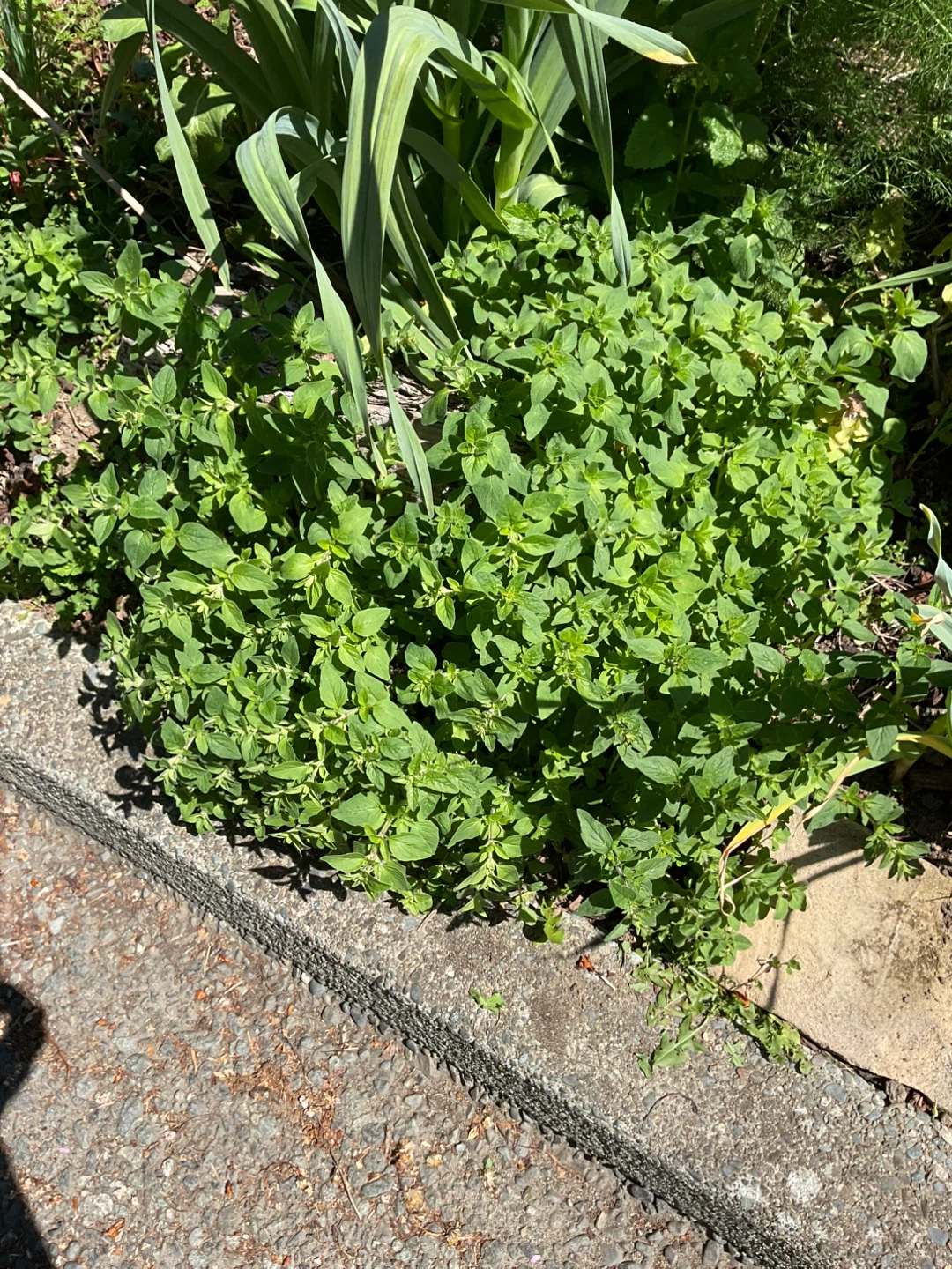 Fresh Oregano Plant
