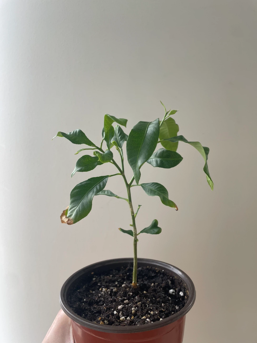 Lemon Tree Sapling - photo 2