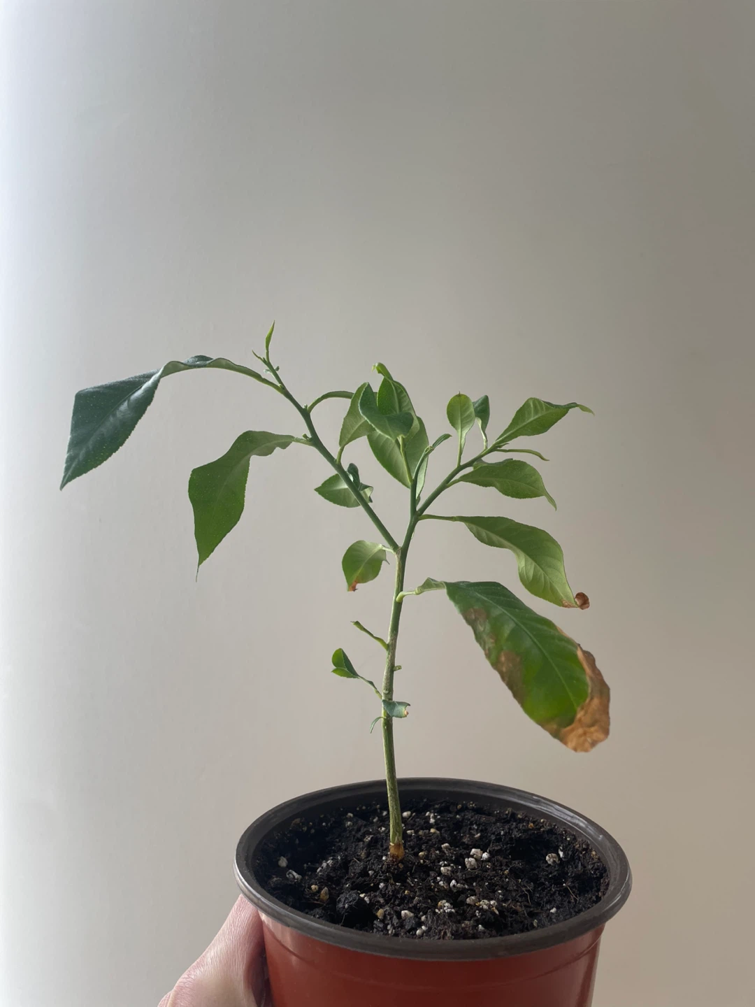 Lemon Tree Sapling