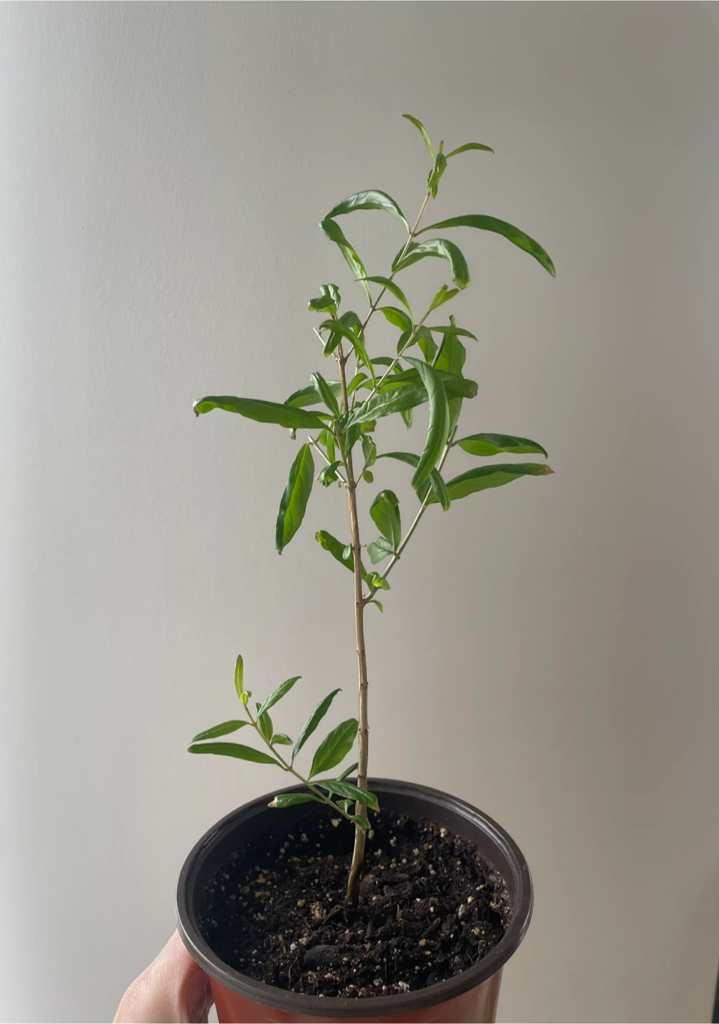 Pomegranate Tree Sapling