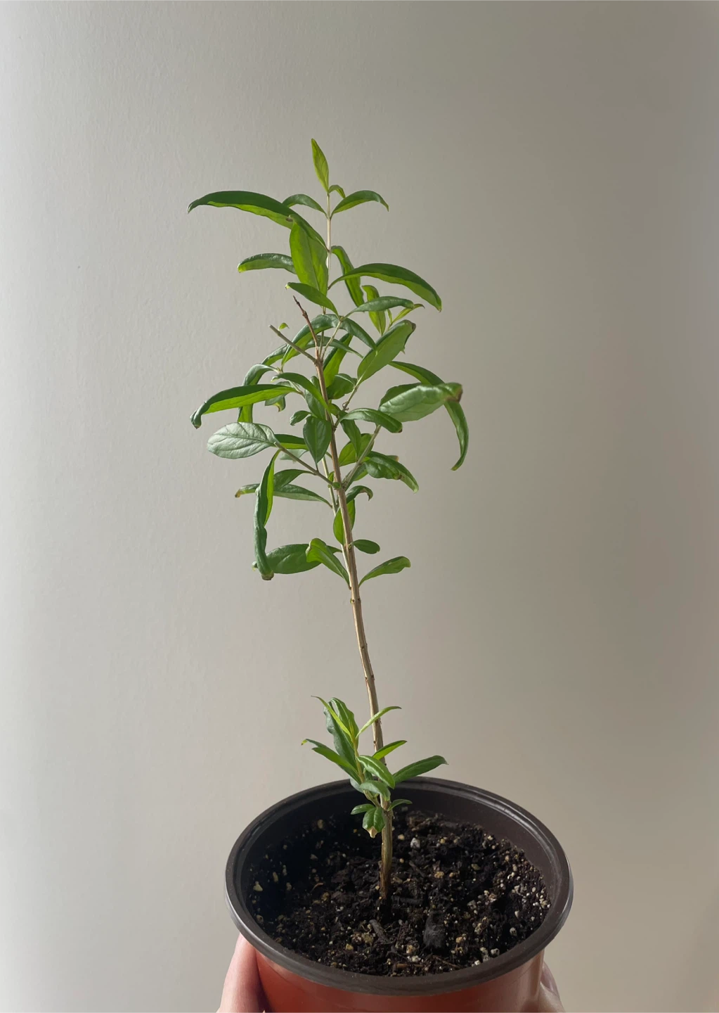 Pomegranate Tree Sapling - photo 2
