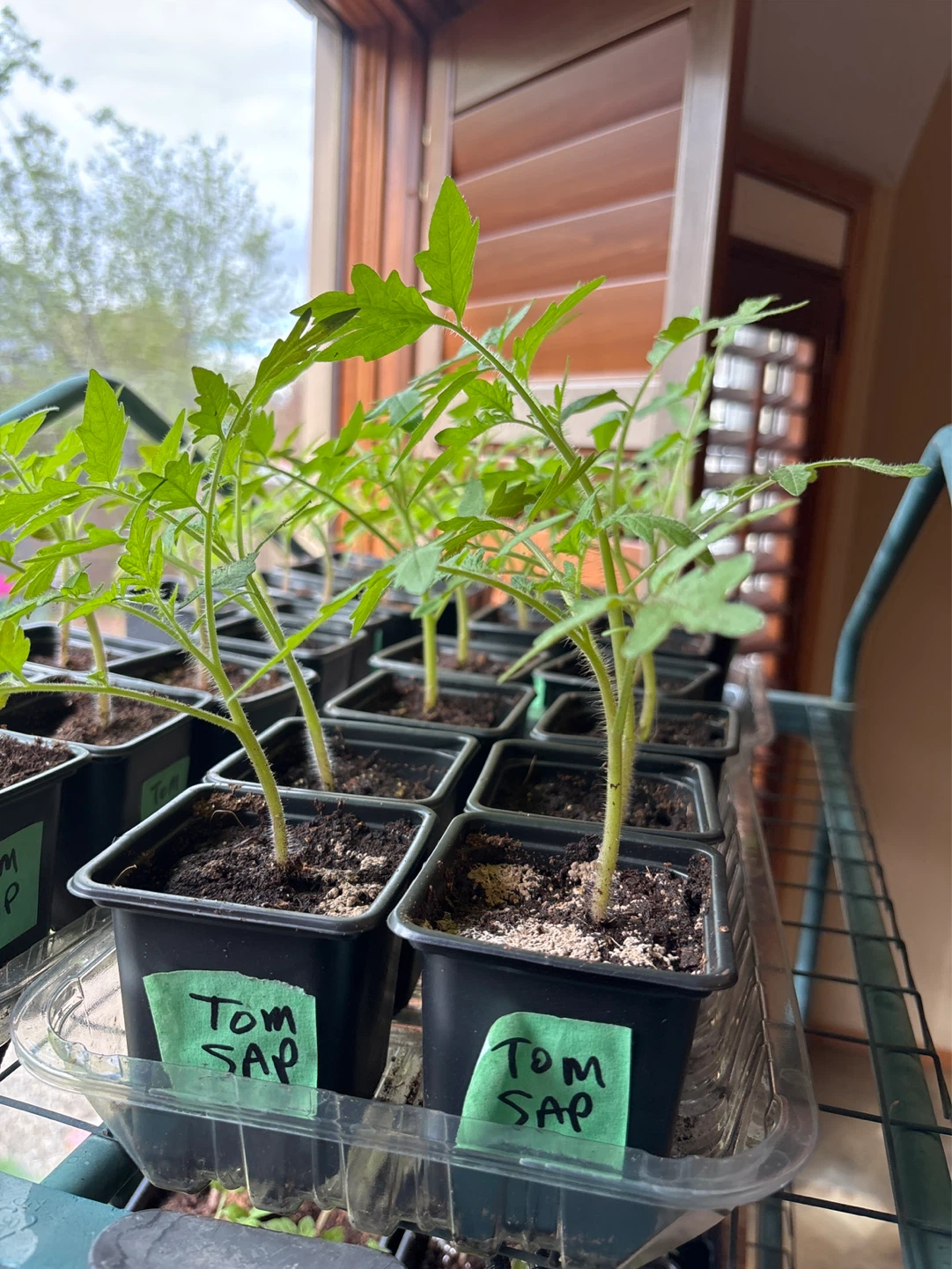 Sub Arctic Plenty Tomato Seedlings - photo 2