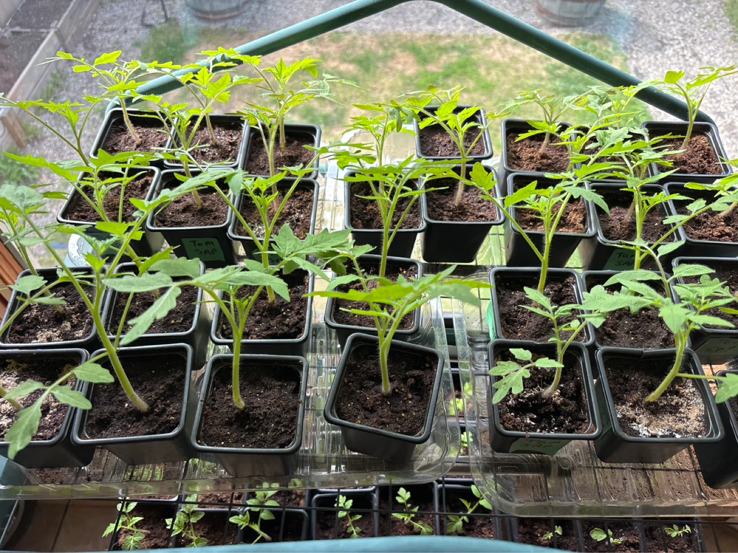 Sub Arctic Plenty Tomato Seedlings - photo 4
