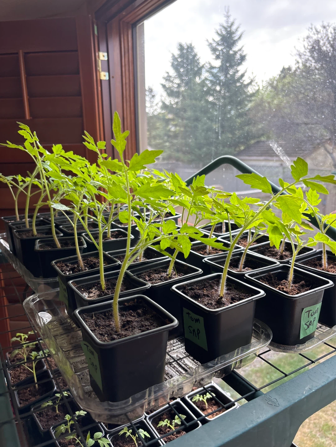 Sub Arctic Plenty Tomato Seedlings - photo 3
