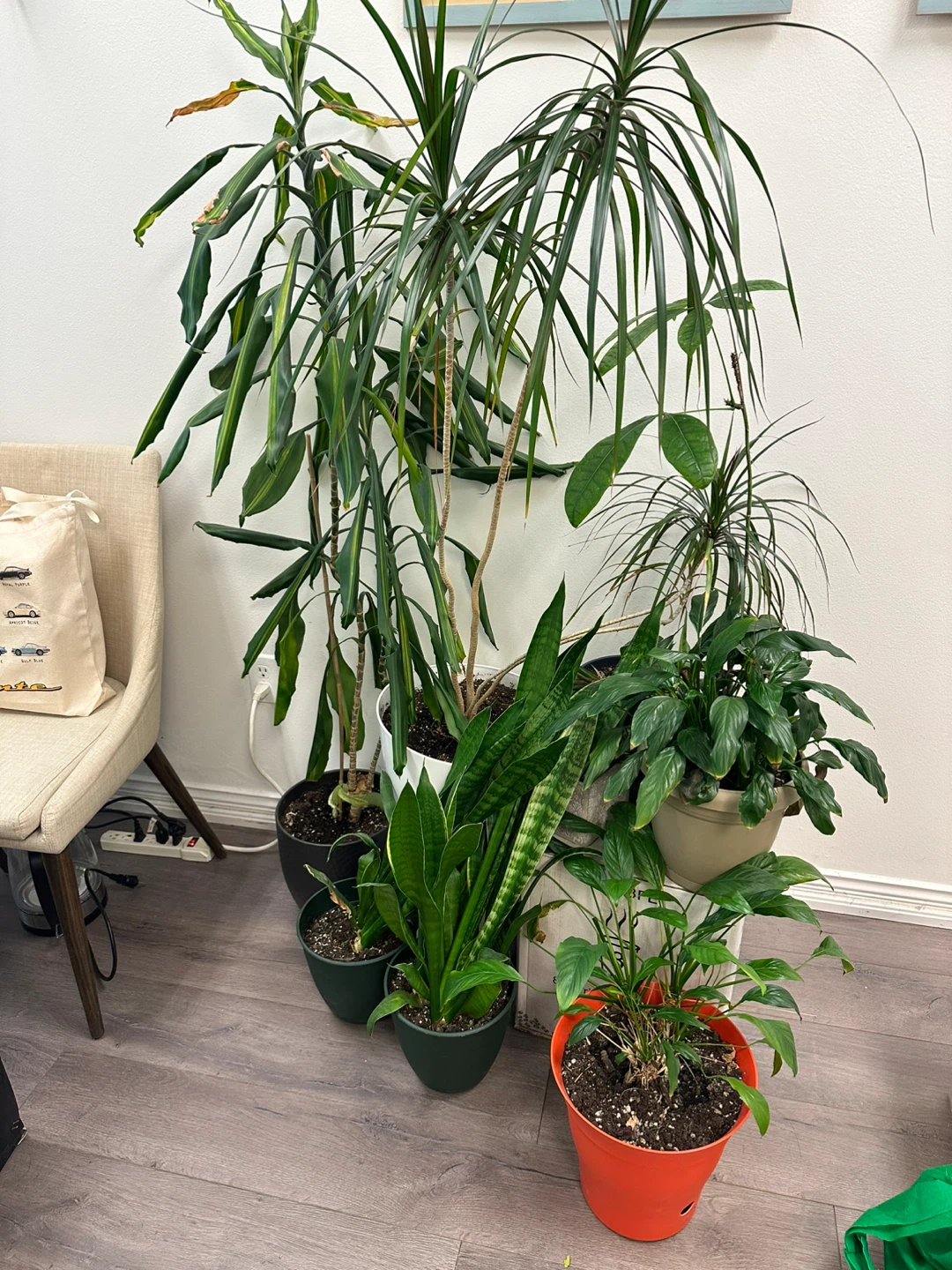 Assorted Potted Plants