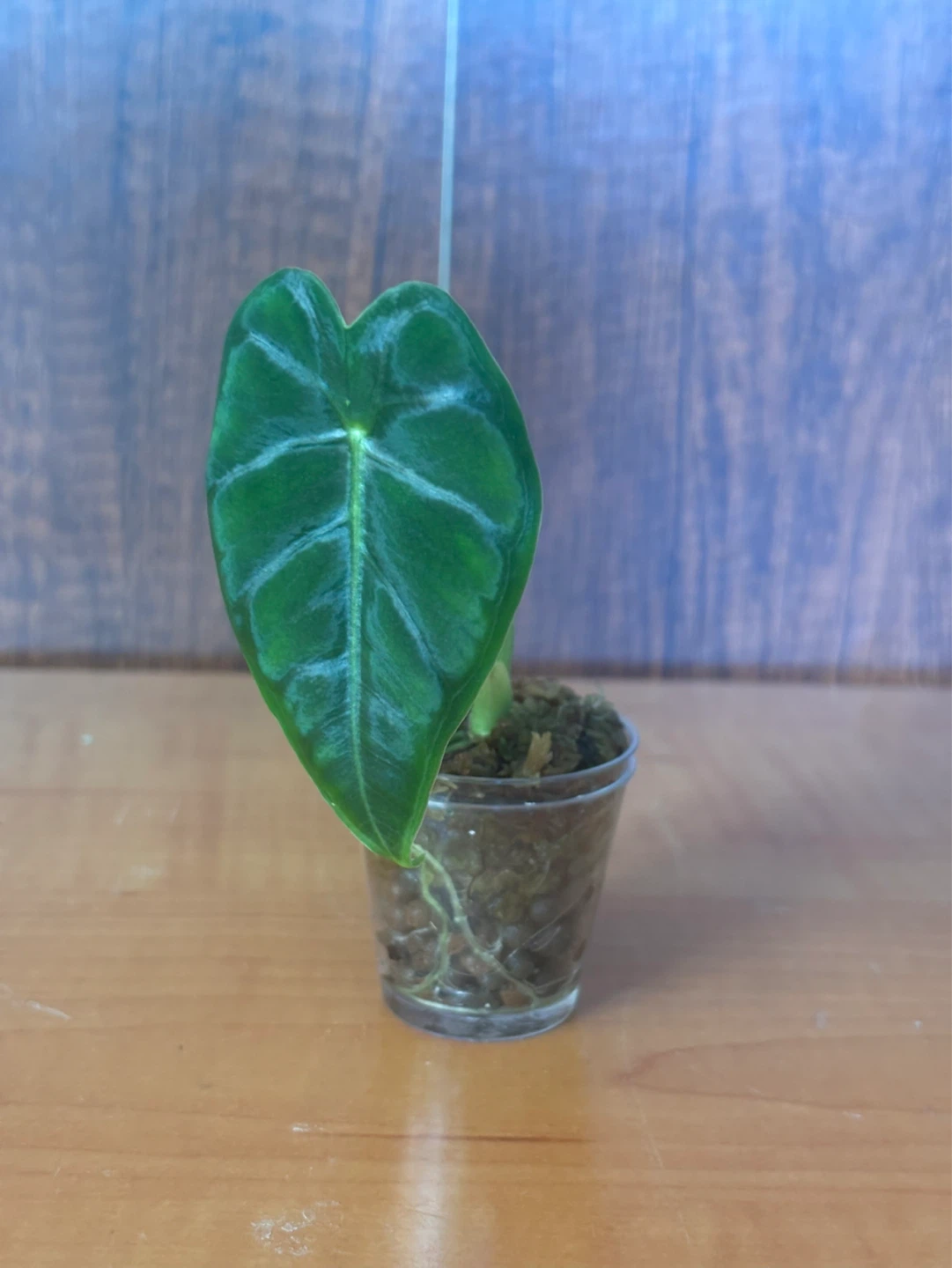 Alocasia mitcholitziana/frydek babies