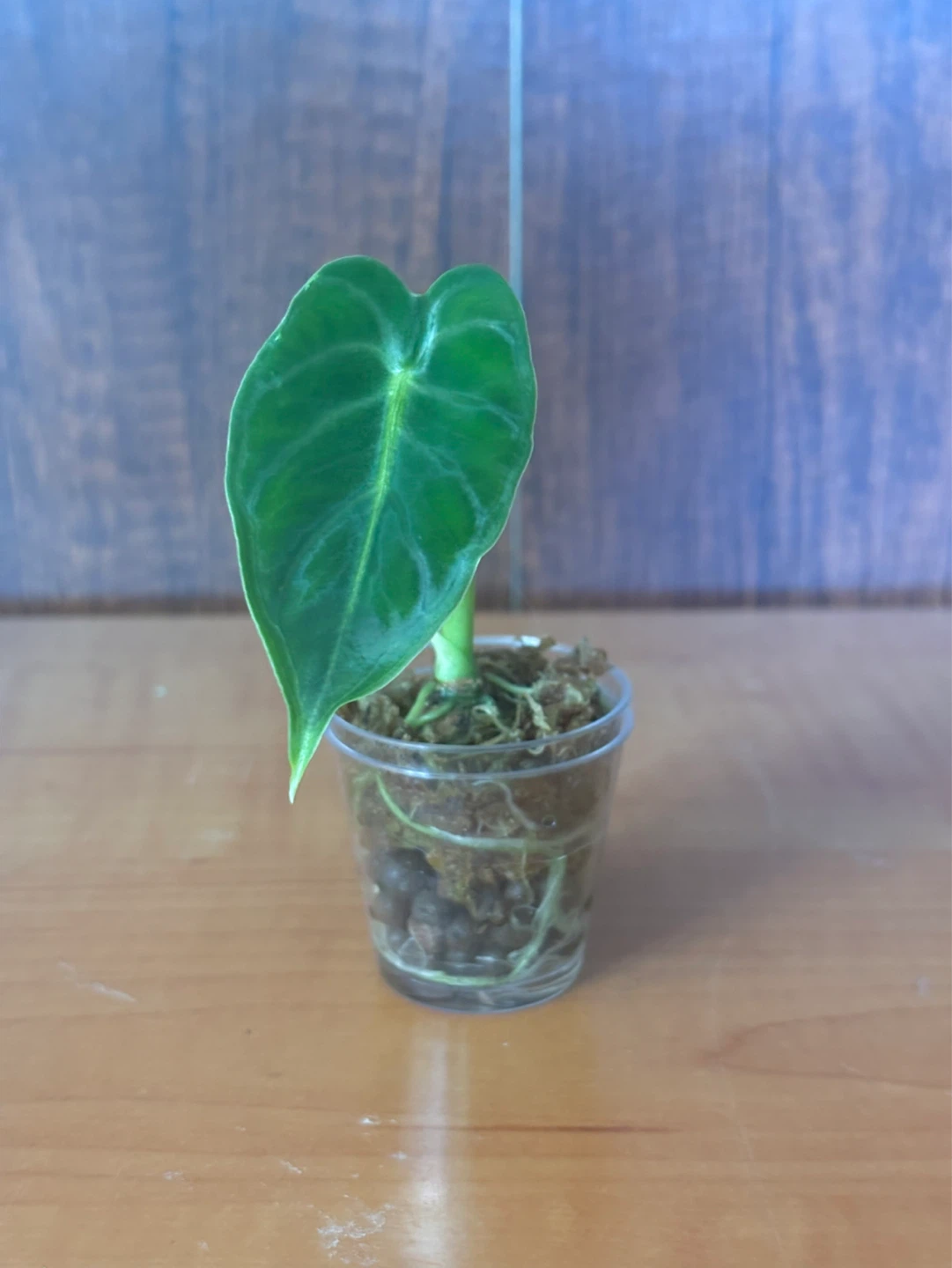 Alocasia mitcholitziana/frydek babies - photo 2