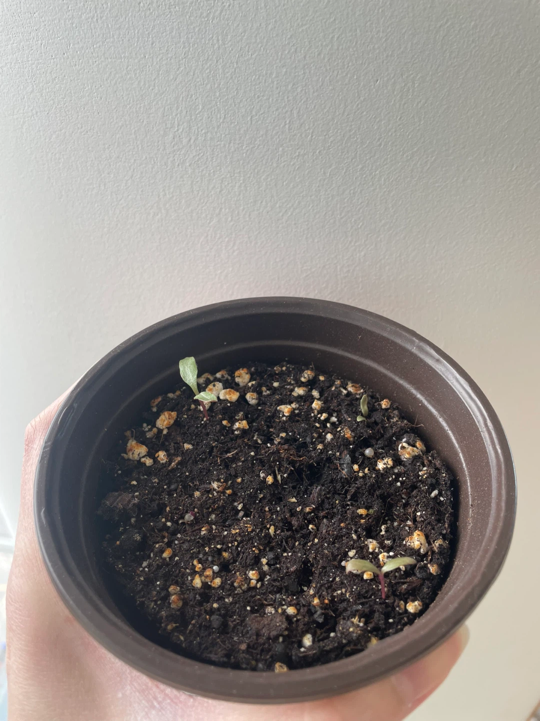 Gomphrena/Globe Amaranth flower seedlings