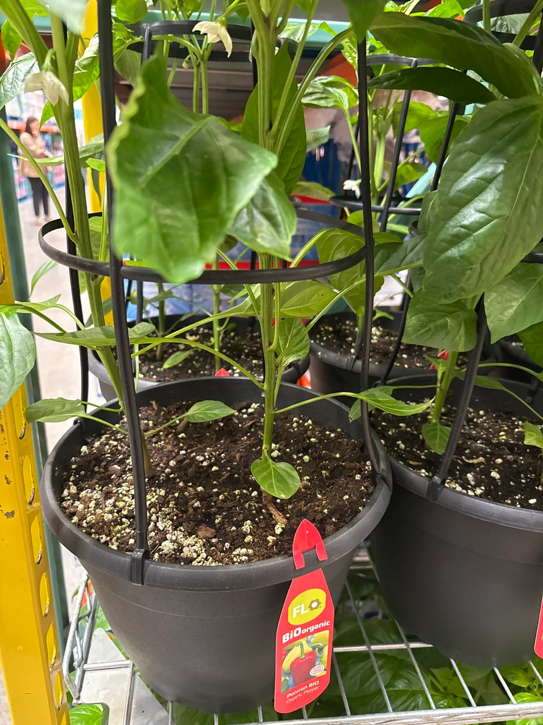 Plante de poivron FLO BIOOrganic