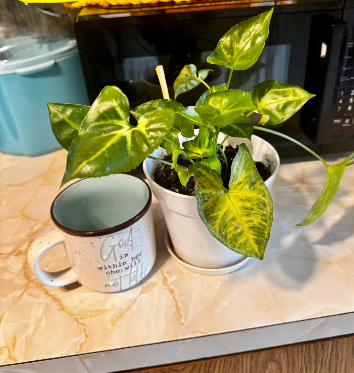 Potted Plant