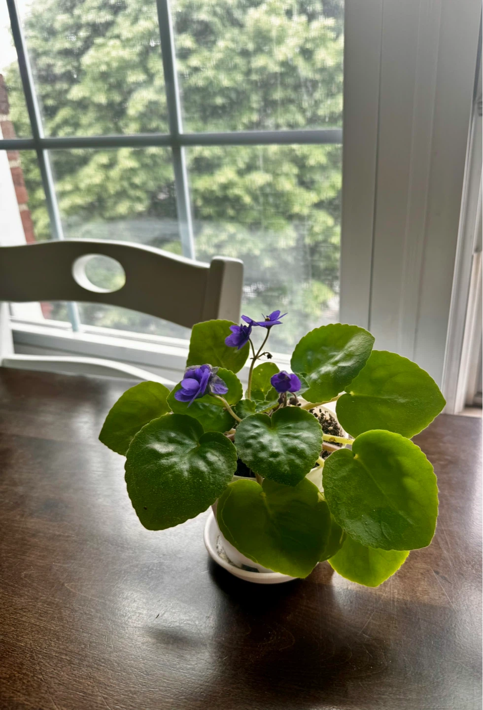African Violet Plant