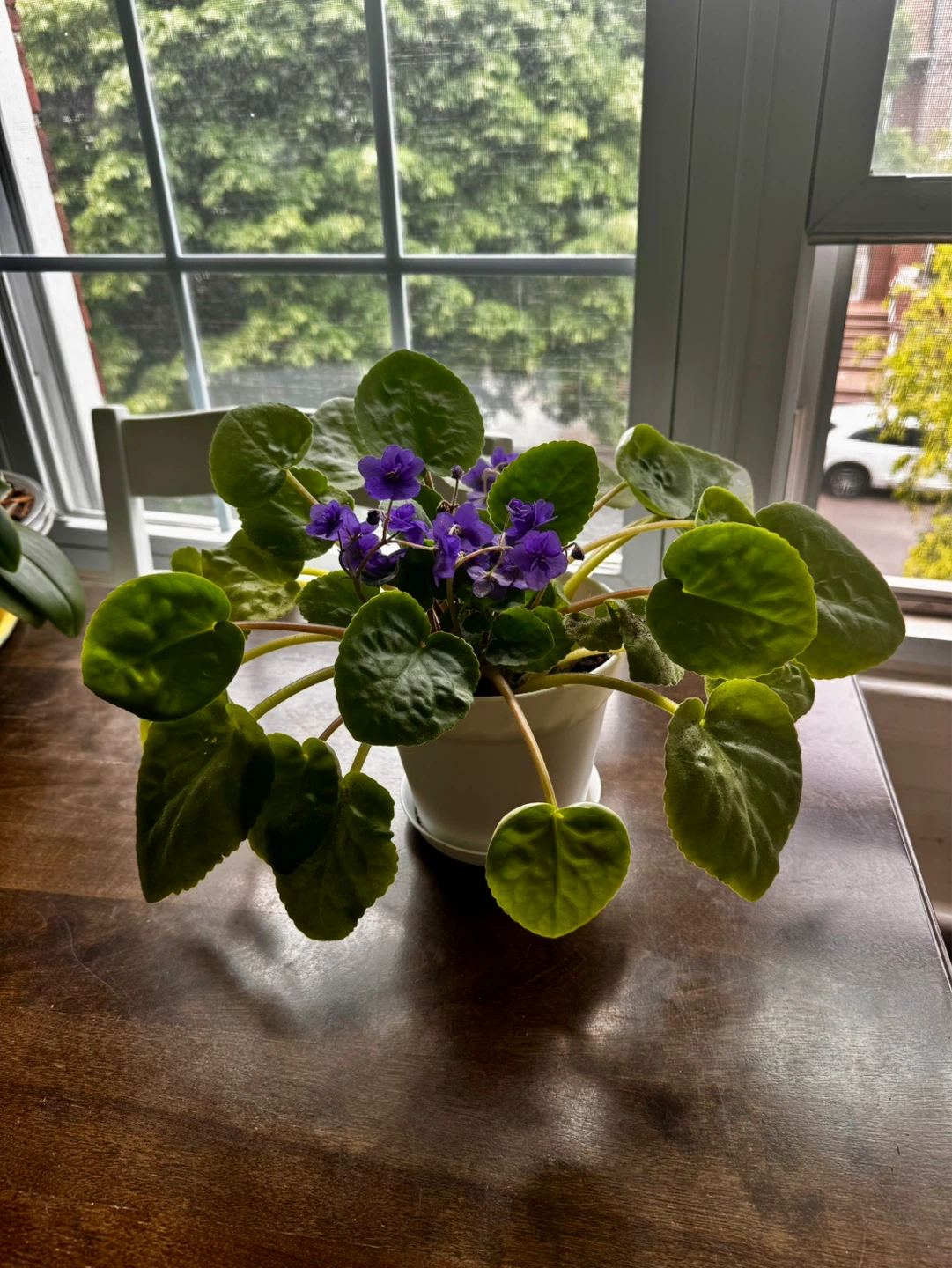 African Violet Plant with Purple Flowers