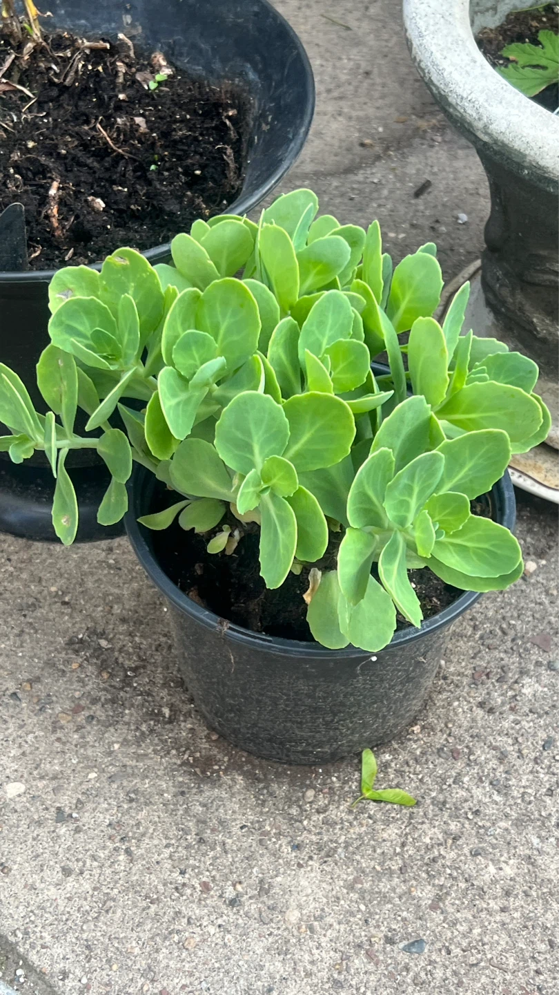 Sedum Plant in Pot - photo 2