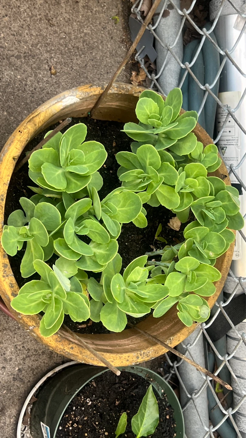 Sedum Plant in Pot