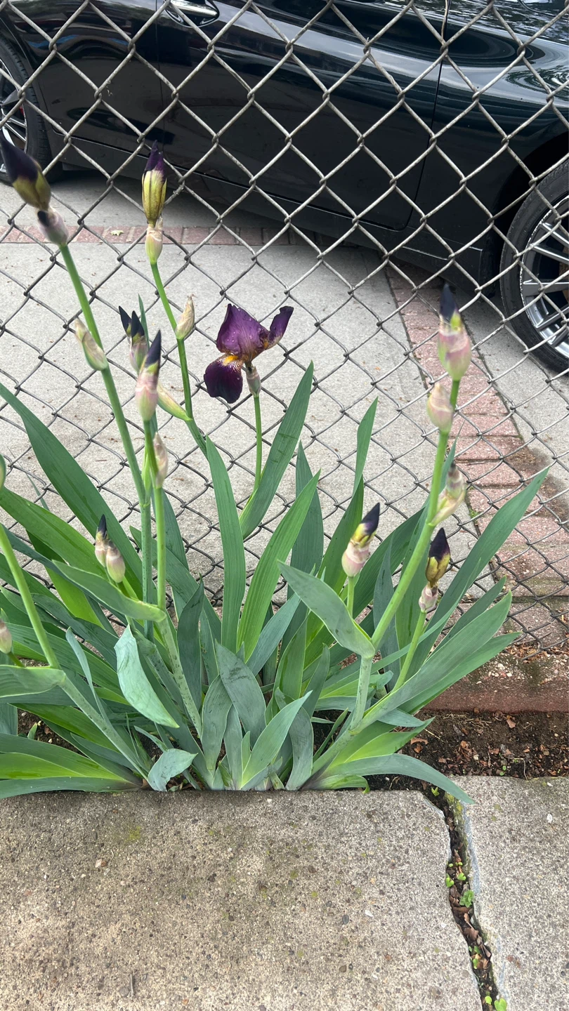 Purple Iris Flowers