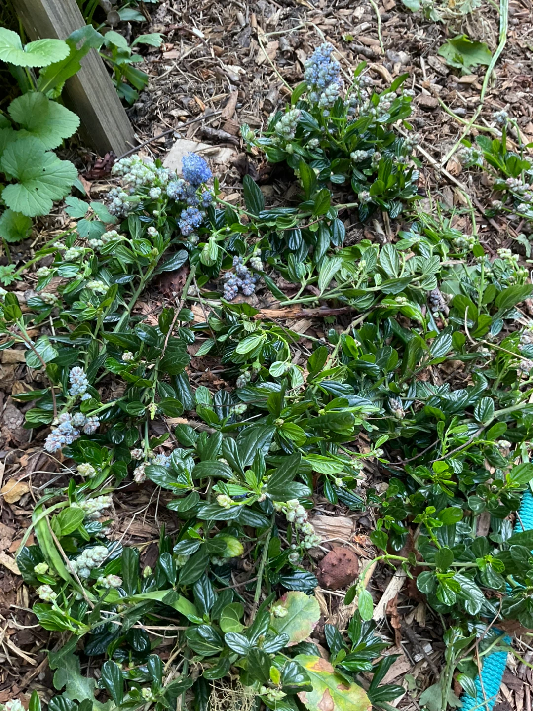 Oregon grape cuttings