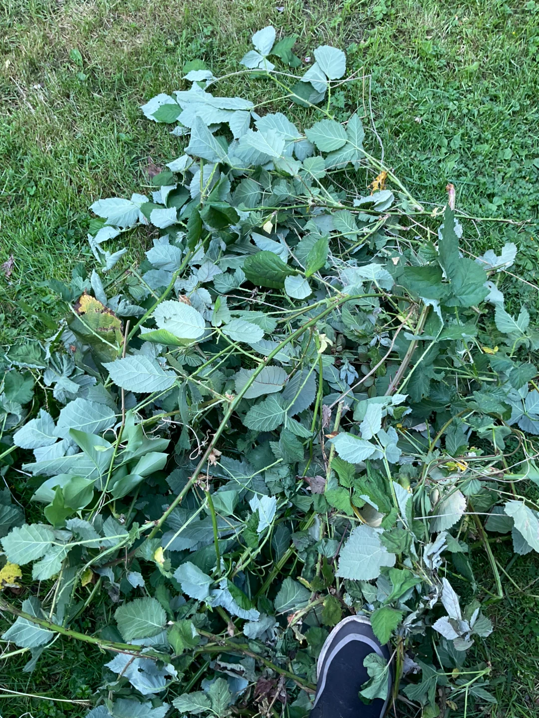 Cuttingsfrom Blackberry Bushes