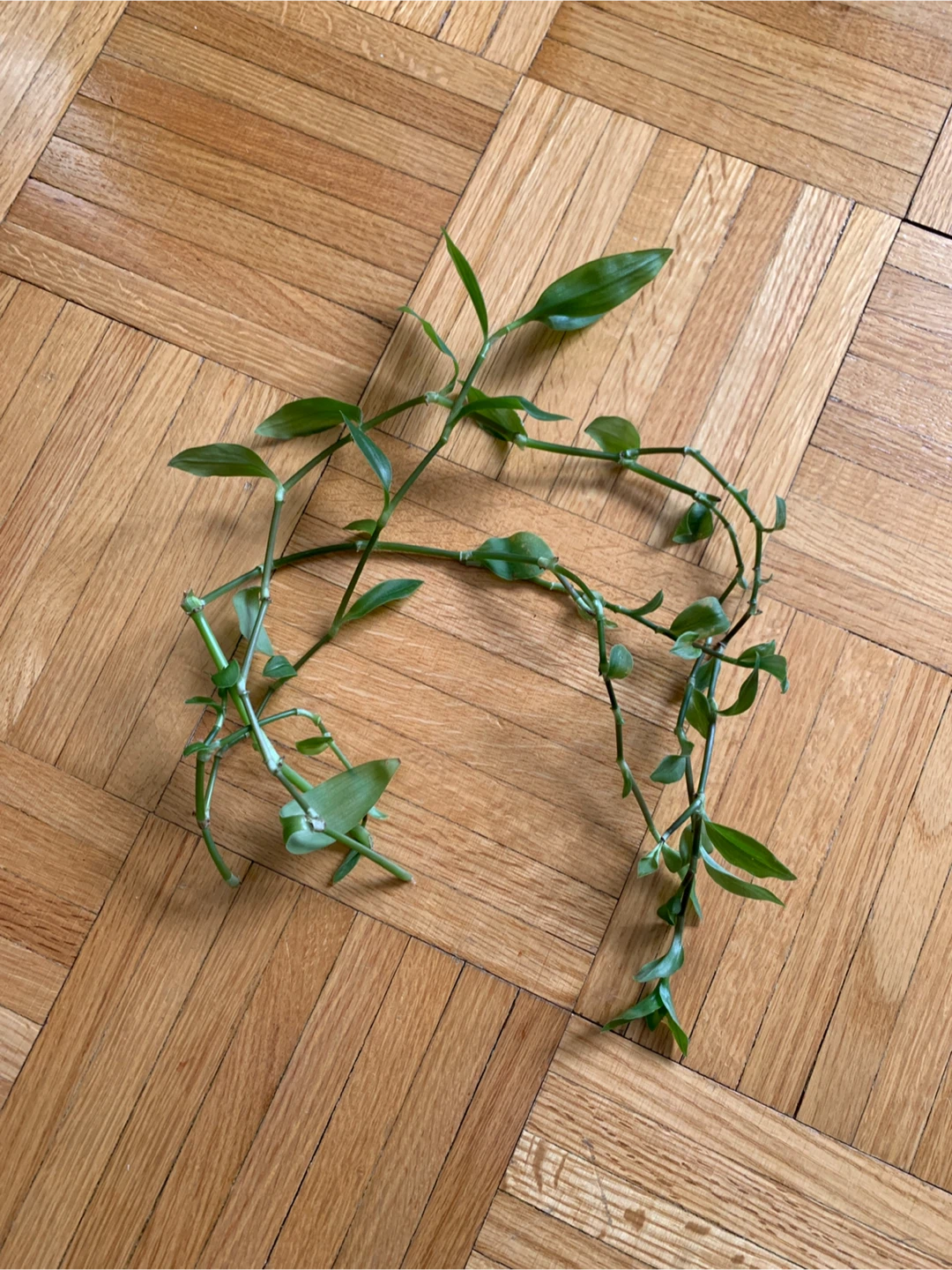Inch Plant Cuttings