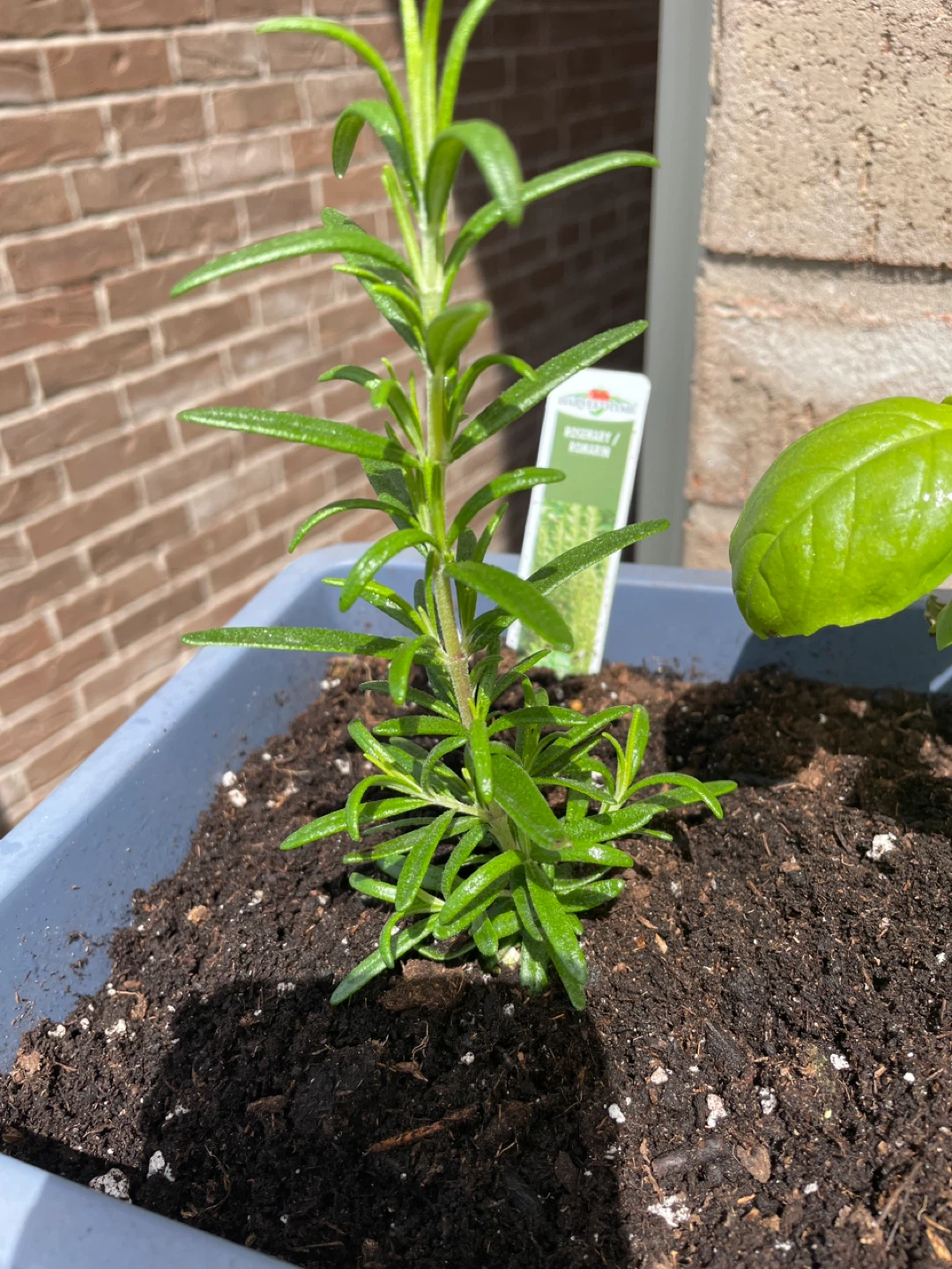 Herb planter with Rosemary, Basil, and Thyme - photo 3