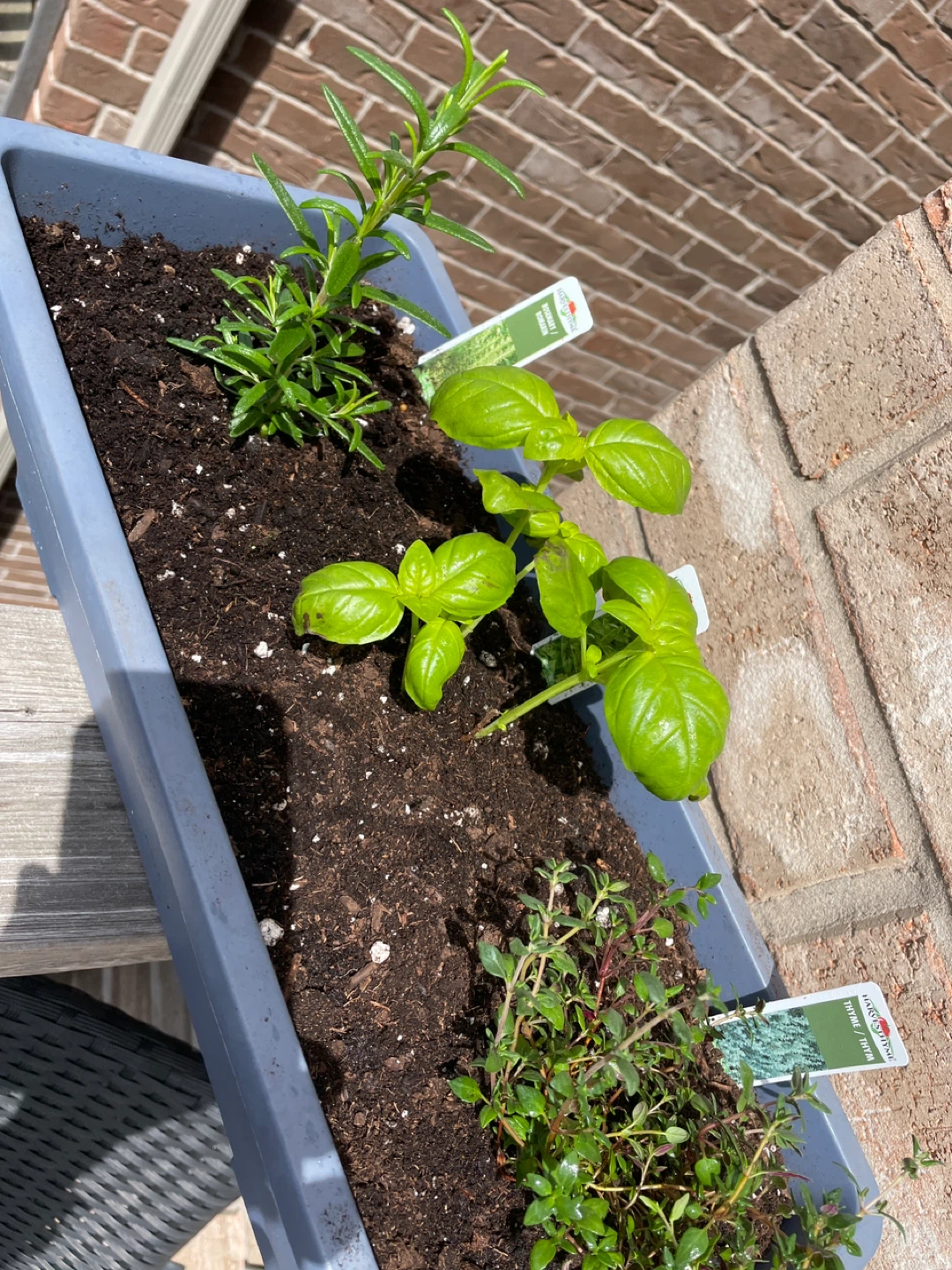 Herb planter with Rosemary, Basil, and Thyme - photo 2